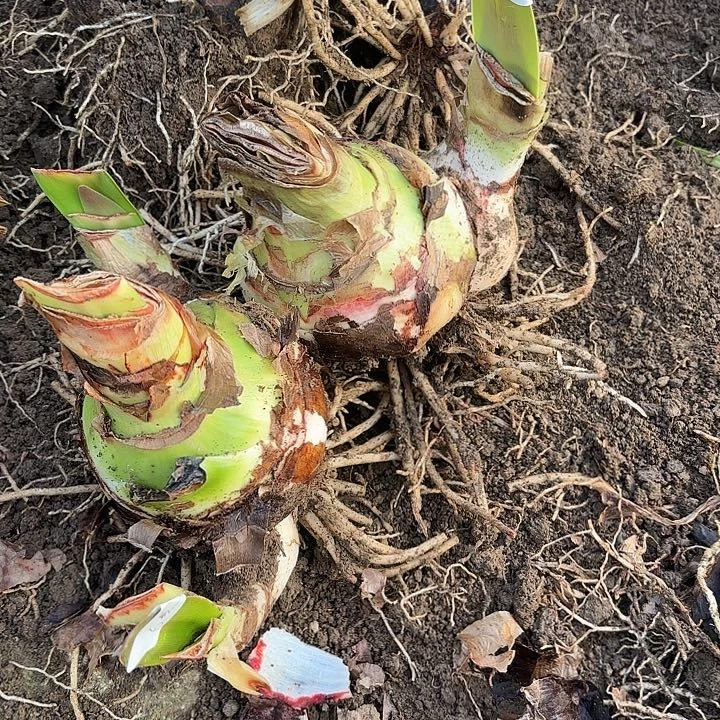 ?****?杂交两棵6号开花无售后