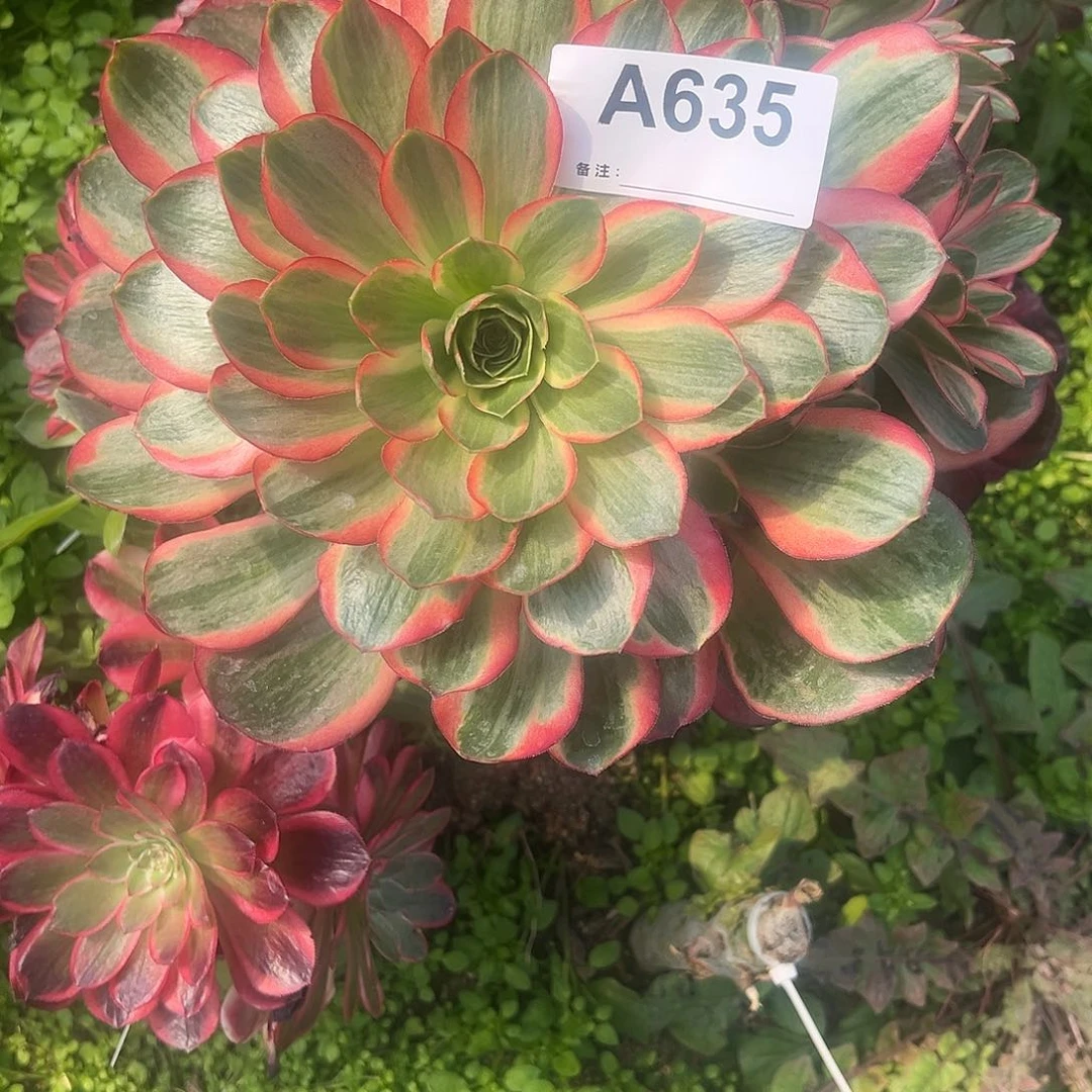 阿****肉魅金玫瑰法师多肉植物