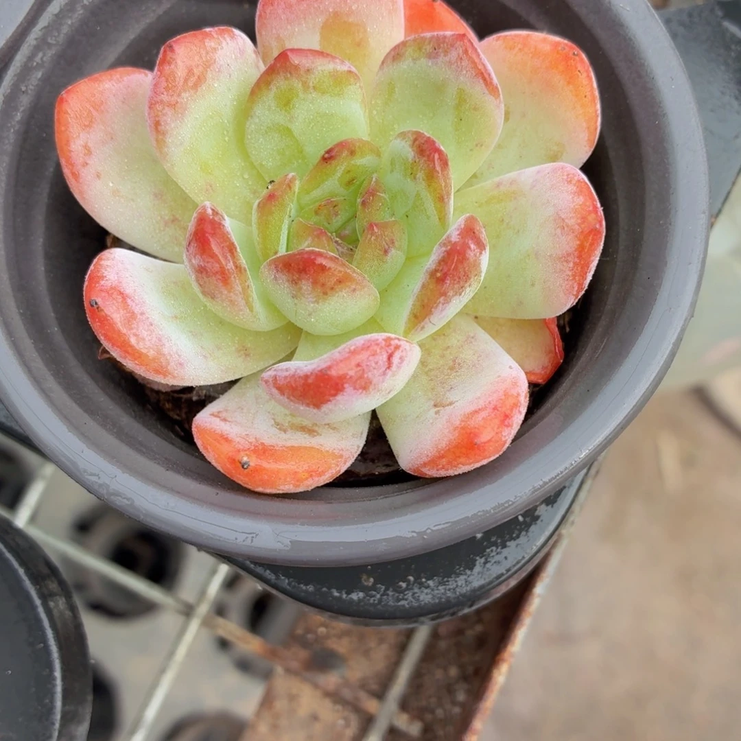 全明星多肉9.9包邮发货