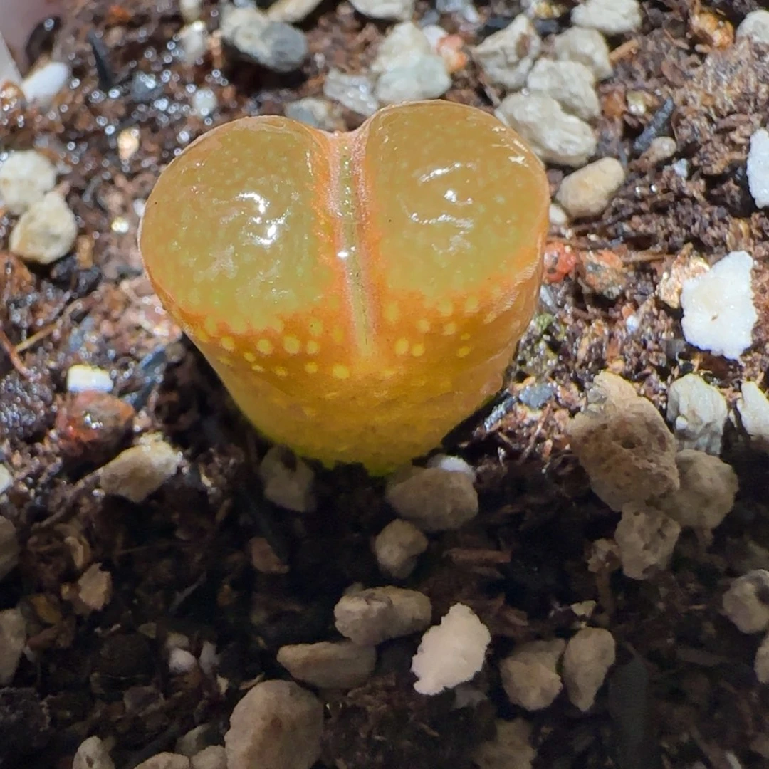 肉锥多肉植物百科7-帕法德773