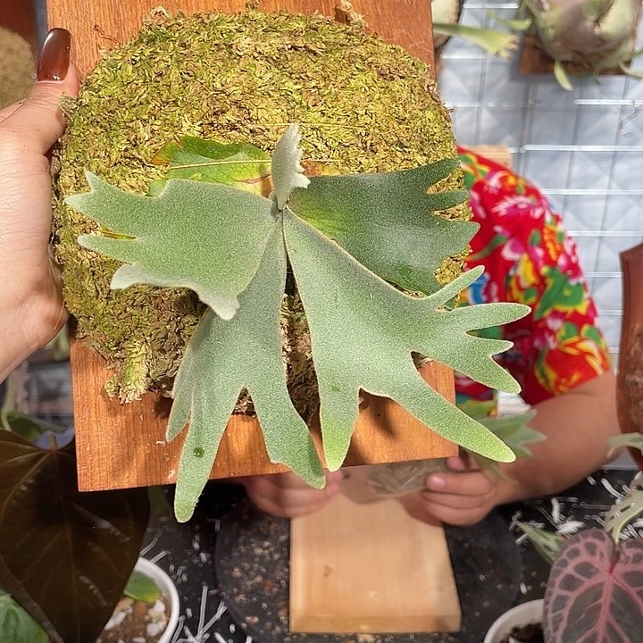 完全开放Omg侏儒鹿角蕨