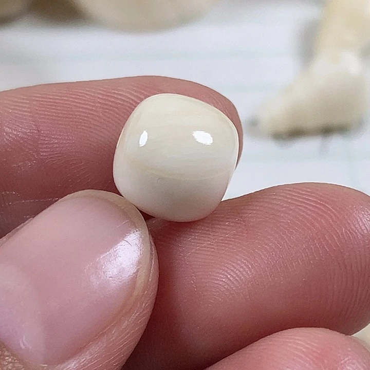 贝壳杉李*轩10.3成9.7皮肉朱子