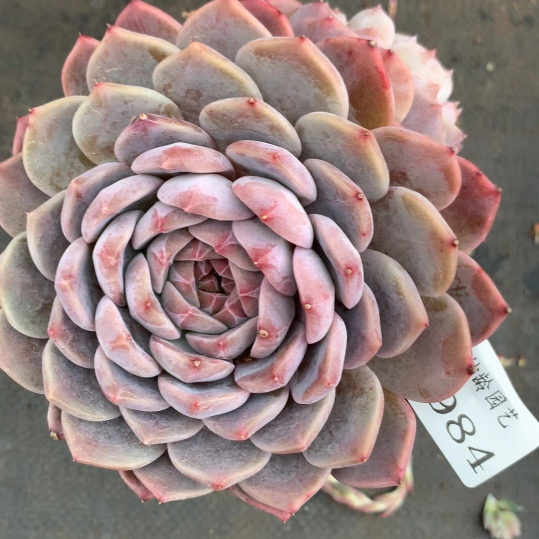 2984杂交多肉植物