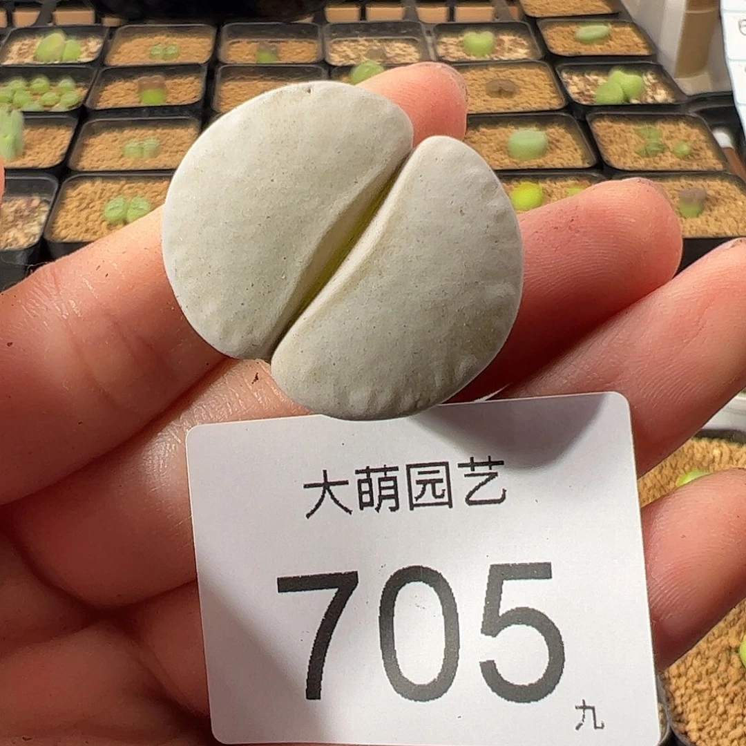 一物一拍         705