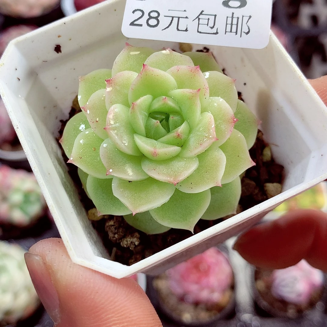 5厘米盆精控多肉361