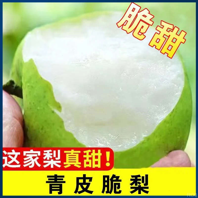 2025砀山青皮蜜梨整箱包邮新鲜脆甜多汁当季水果青皮皇冠当季鲜果