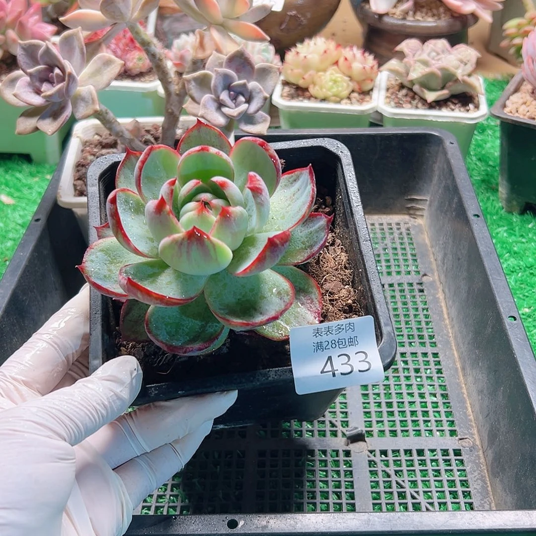 无花朵多肉＿物一拍433