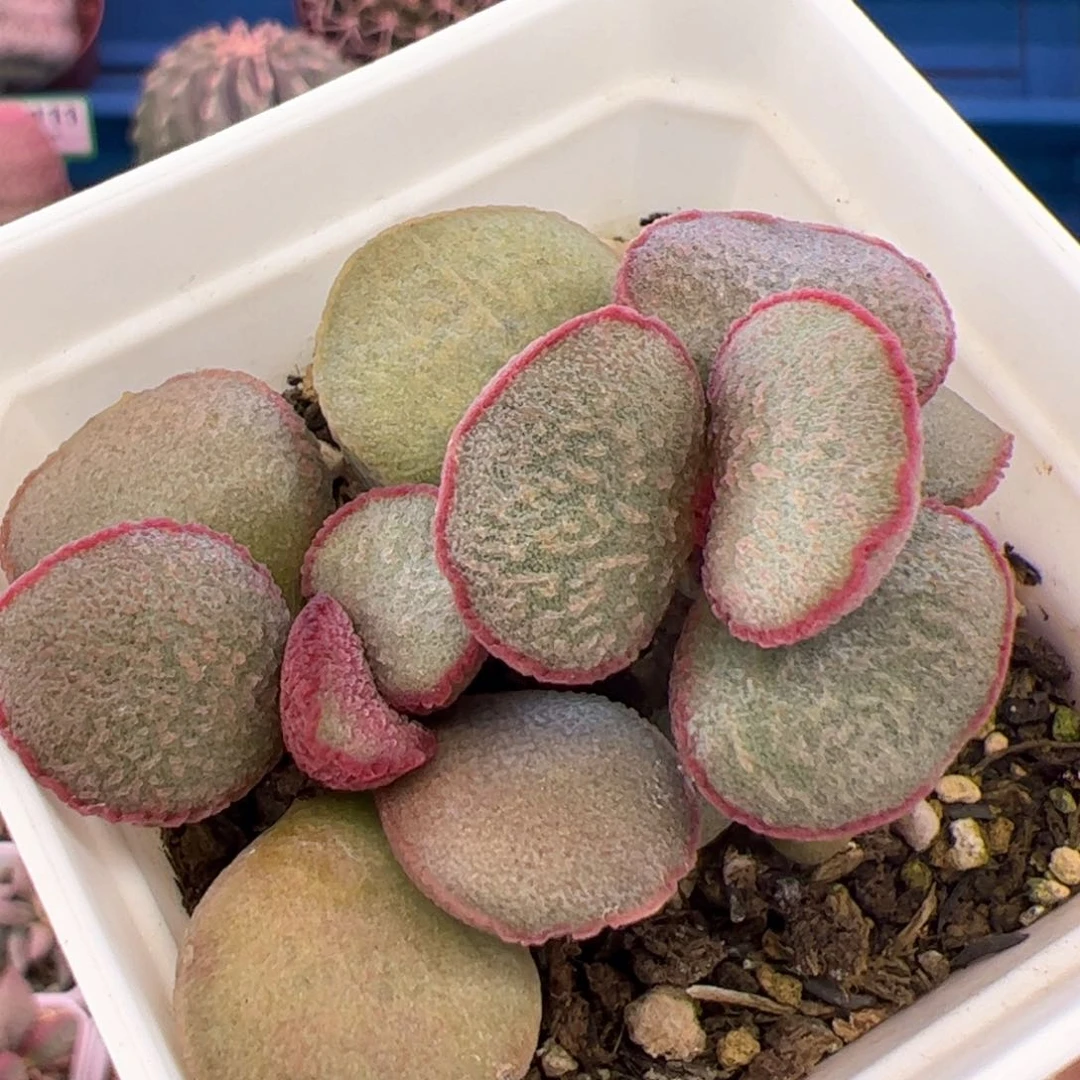 蓝**业公爵夫人。