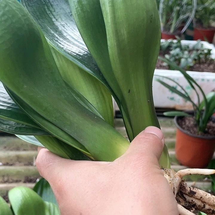 无花朵君子以自强不息著称