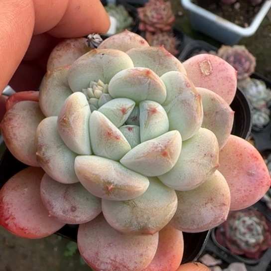 53厚梦多肉植物多