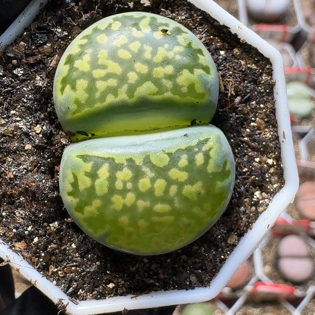 生石花23:：：。  100