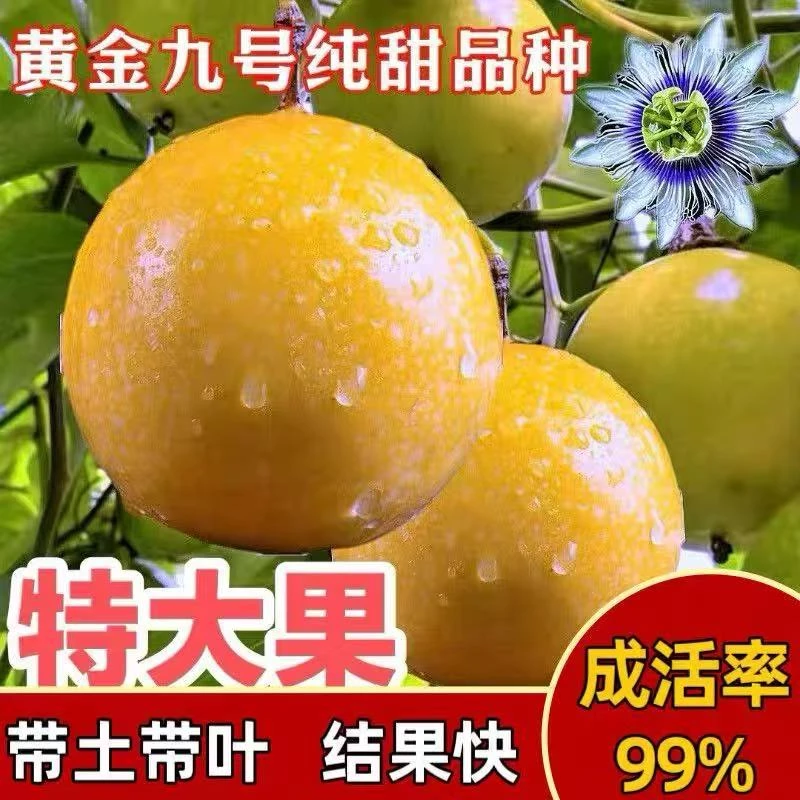 正宗黄金百香果苗嫁接9号纯甜大果高产庭院阳台四季当年结果爬藤