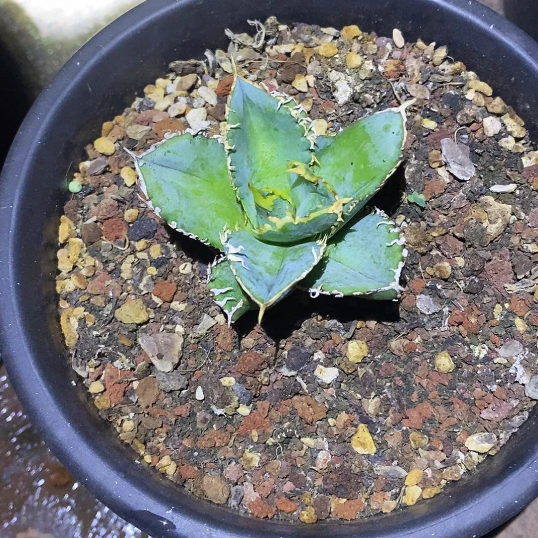 当前无花栽培后可以开花