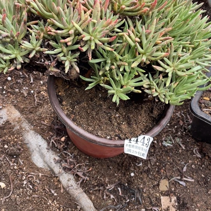 443号维思辛达多肉植物