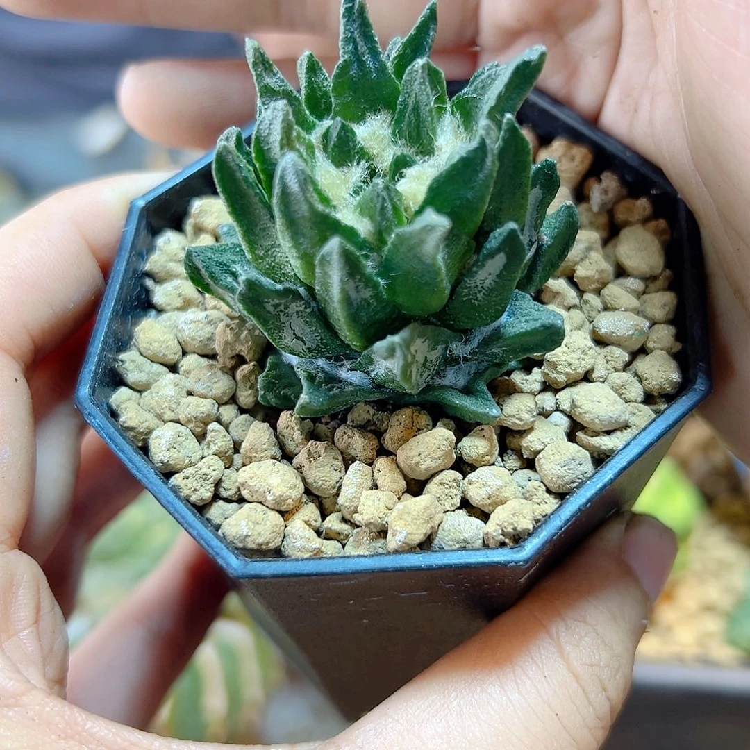 60号自根龙角牡丹4公分比较缺水