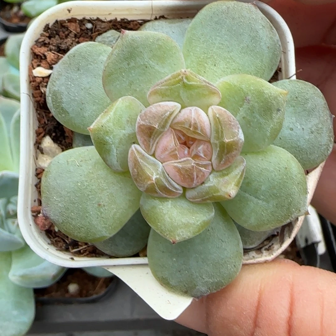 小卡拉米糖心一物一拍11-79