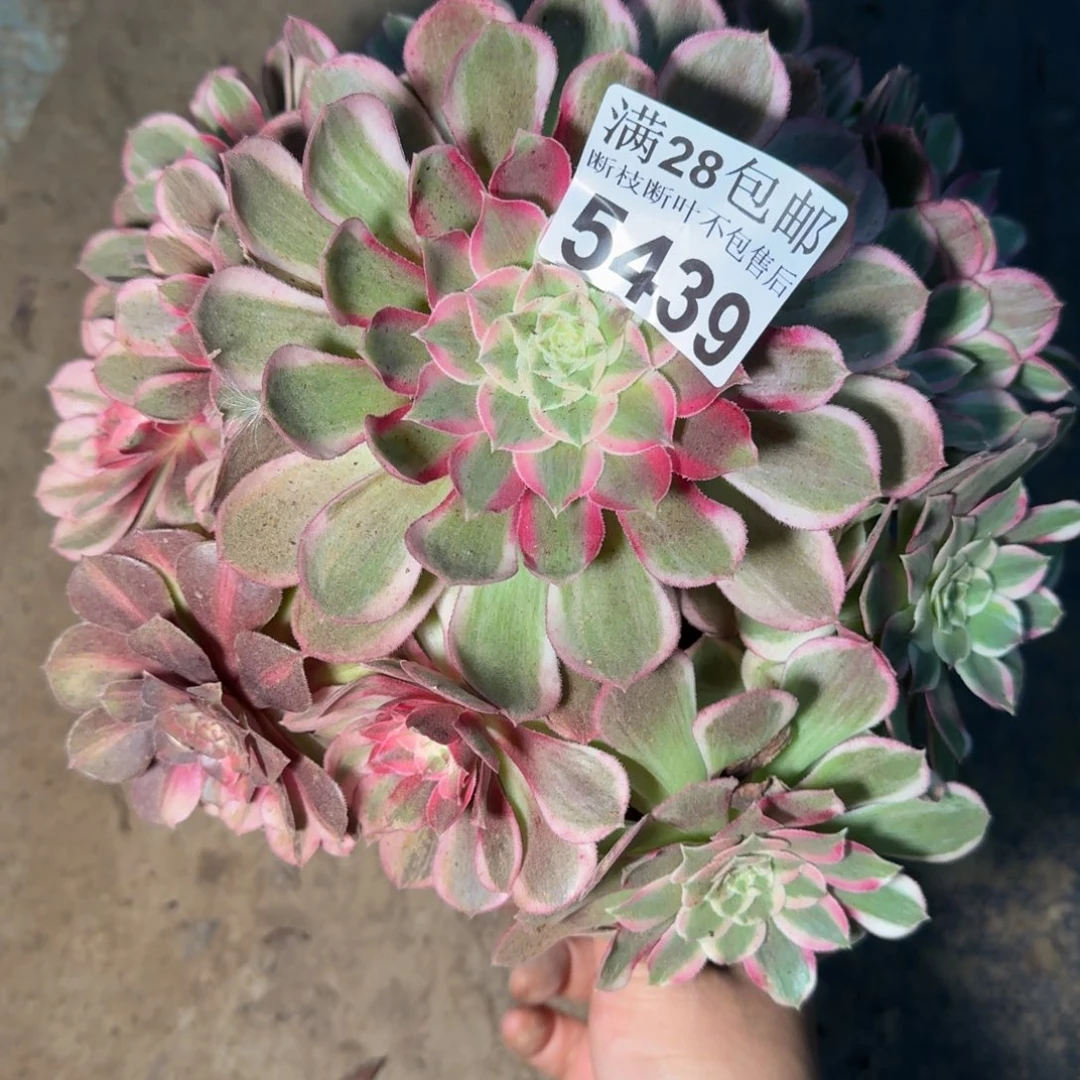 5439孔雀翎多肉植物