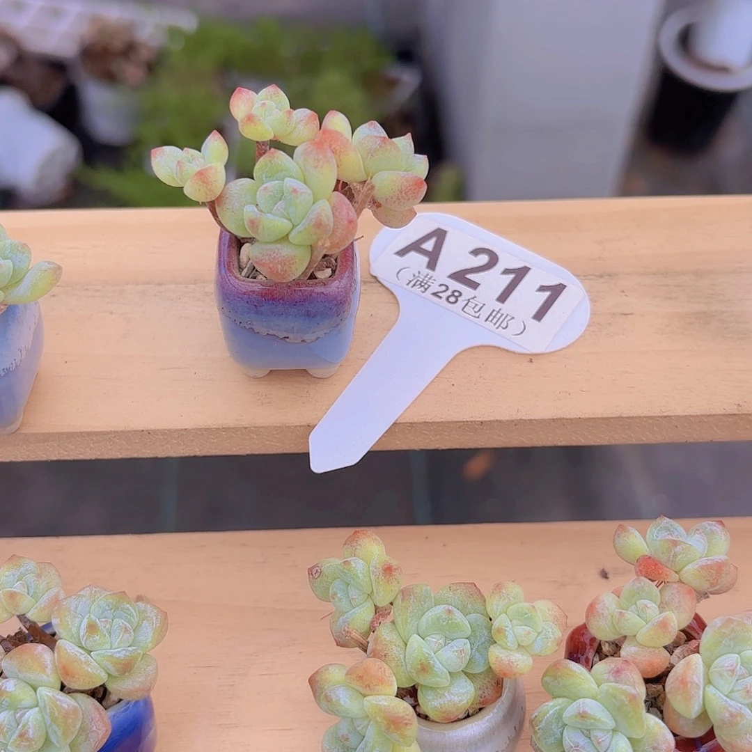 A211冰玉一物一拍