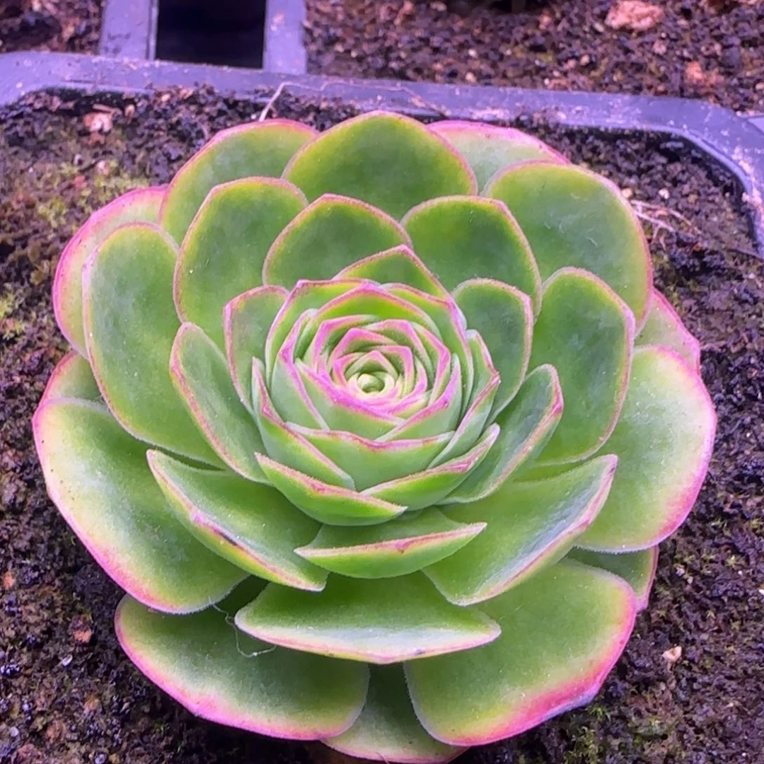 5厘米福利玫瑰花12346644