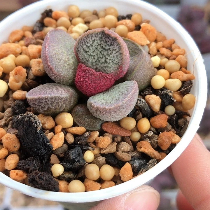 实生水泡多肉植物