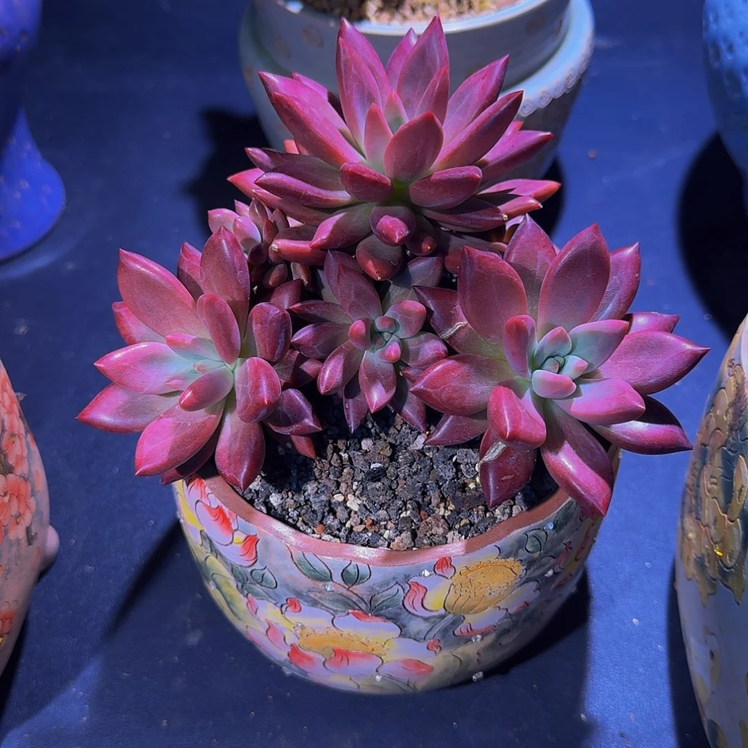 知音 6头 一物一拍