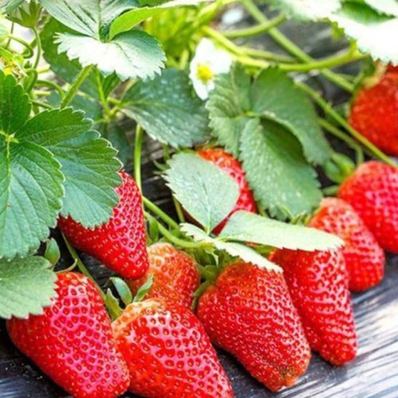 盆栽草莓种子四季草莓种籽大果甜四季播家庭阳台盆栽室内水果种子