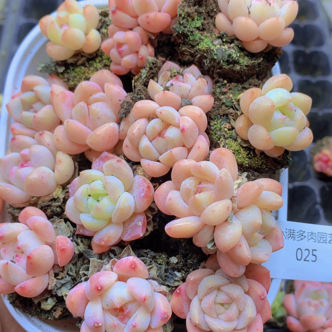 我要去看你了啊我的天025