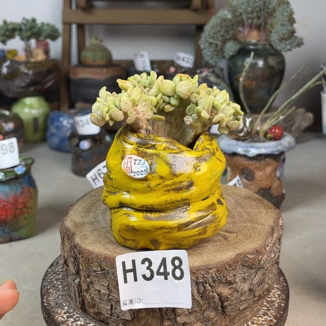 小白孤品 内口4 不含肉