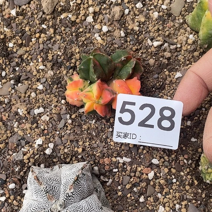 仙人球鸾凤玉528号