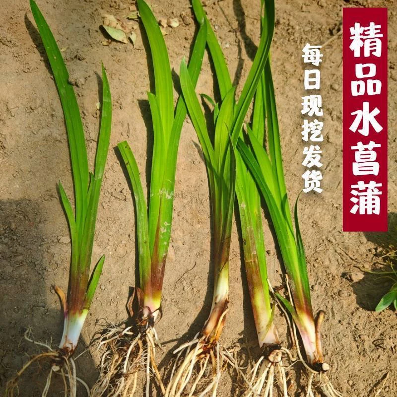 水菖蒲水培龟鳖养殖净水植物适合室内阳台盆栽菖蒲香水百合种球