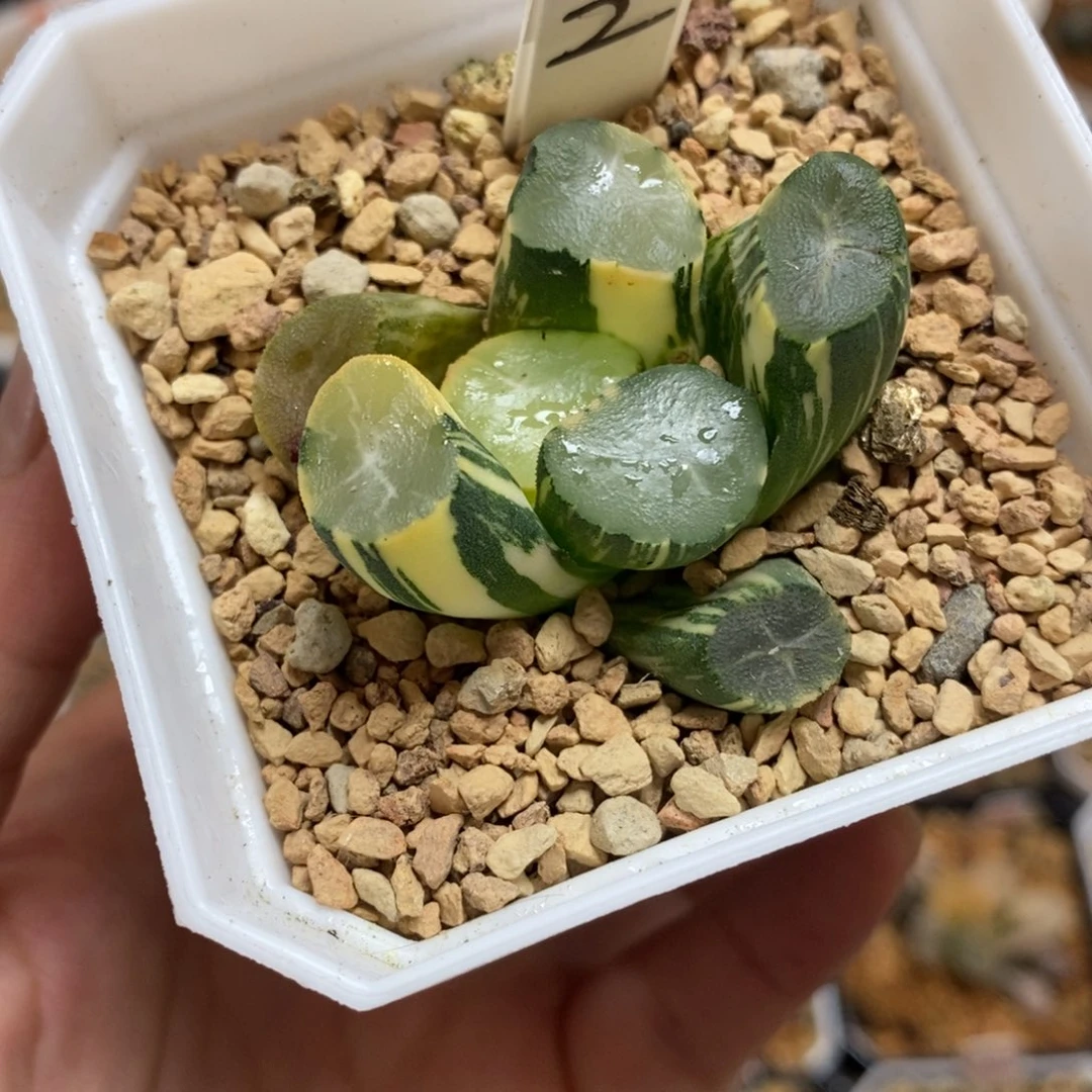 542山之翠万象锦一物一拍