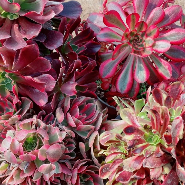 多肉植物组合062