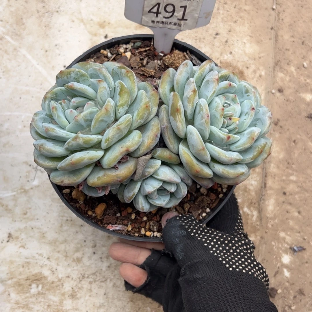 润****坊491号多肉植物