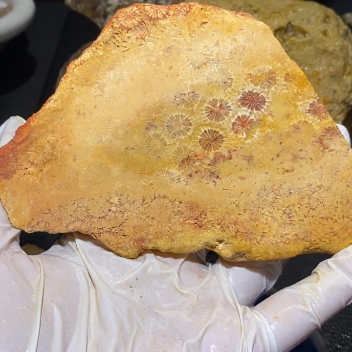 【闪购商品】未镶嵌珊瑚玉硅化玉