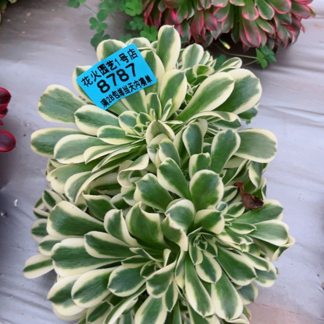 绿豆沙缀8787多肉植物