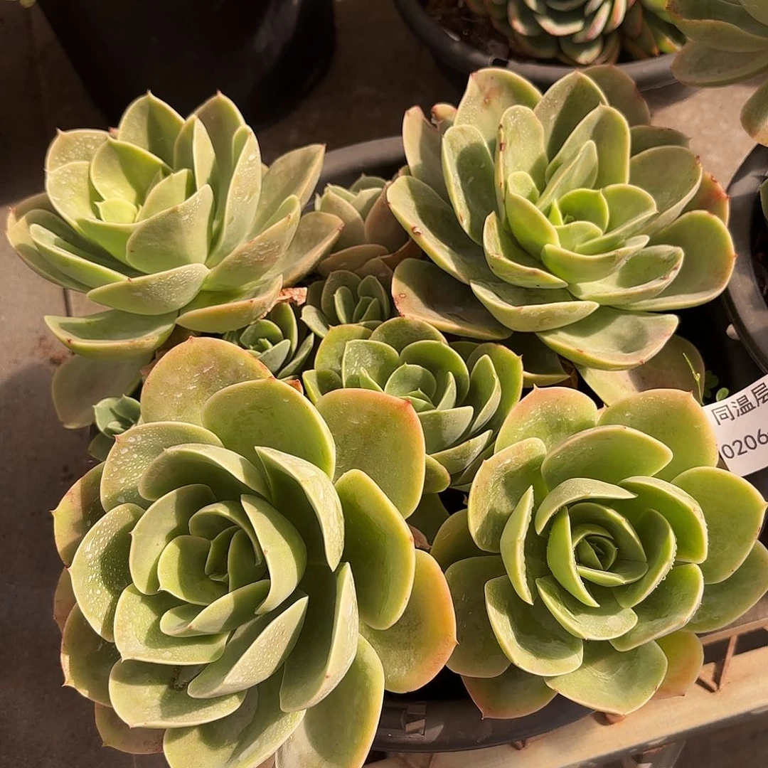 ～*同温层多肉星娜塔219两颗