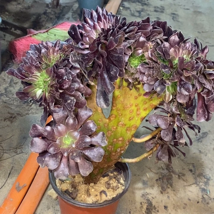 欧紫缀27多肉植物法师的