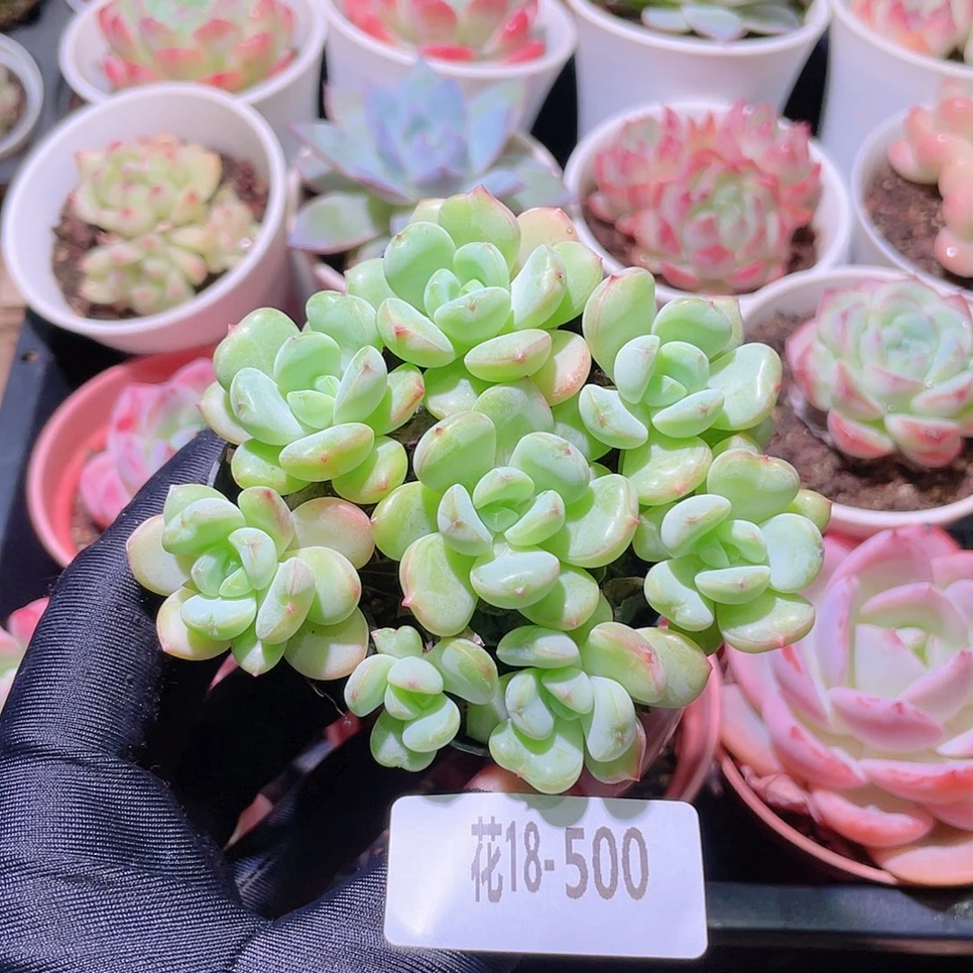 花利美18-500新品