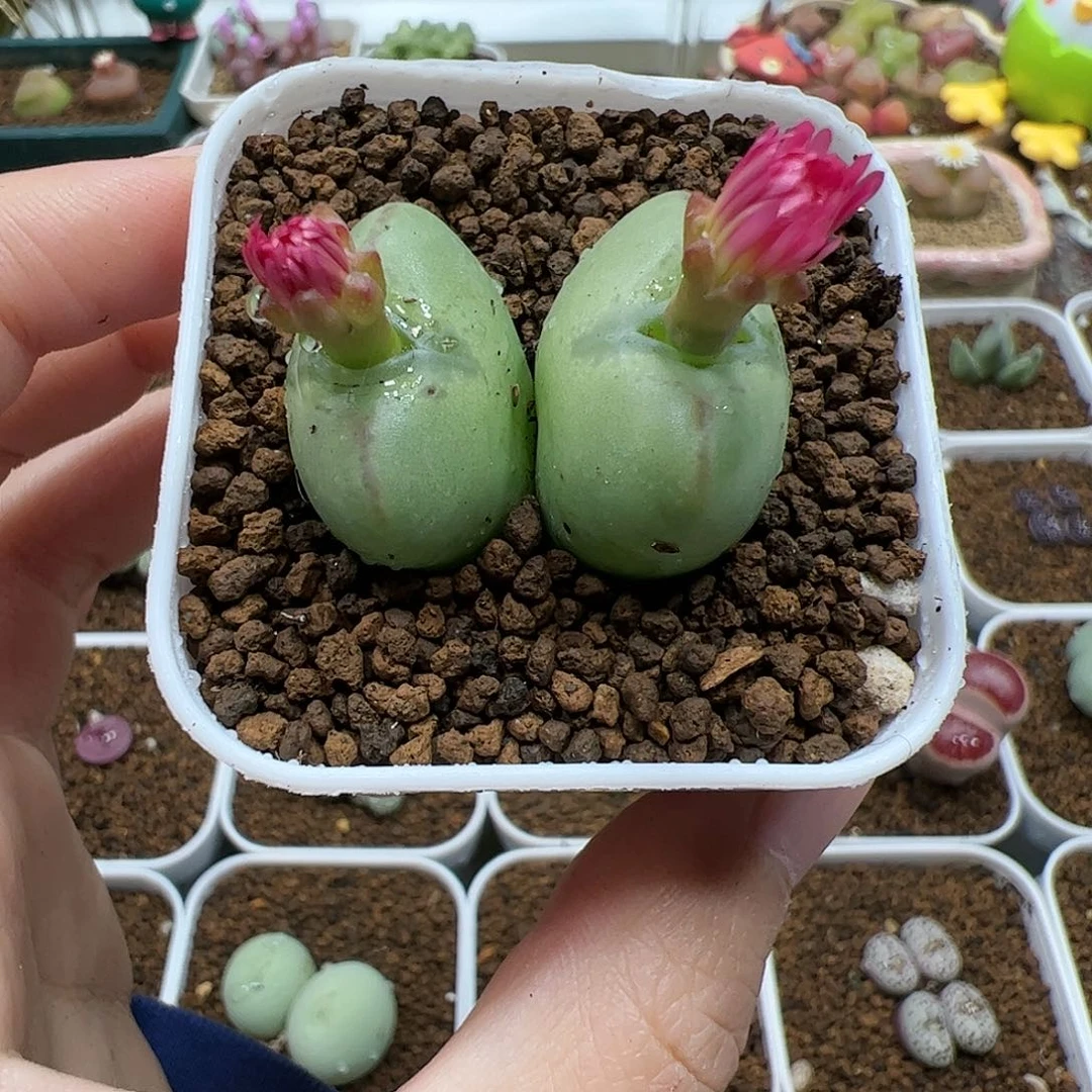 【闪购商品】174 将杂