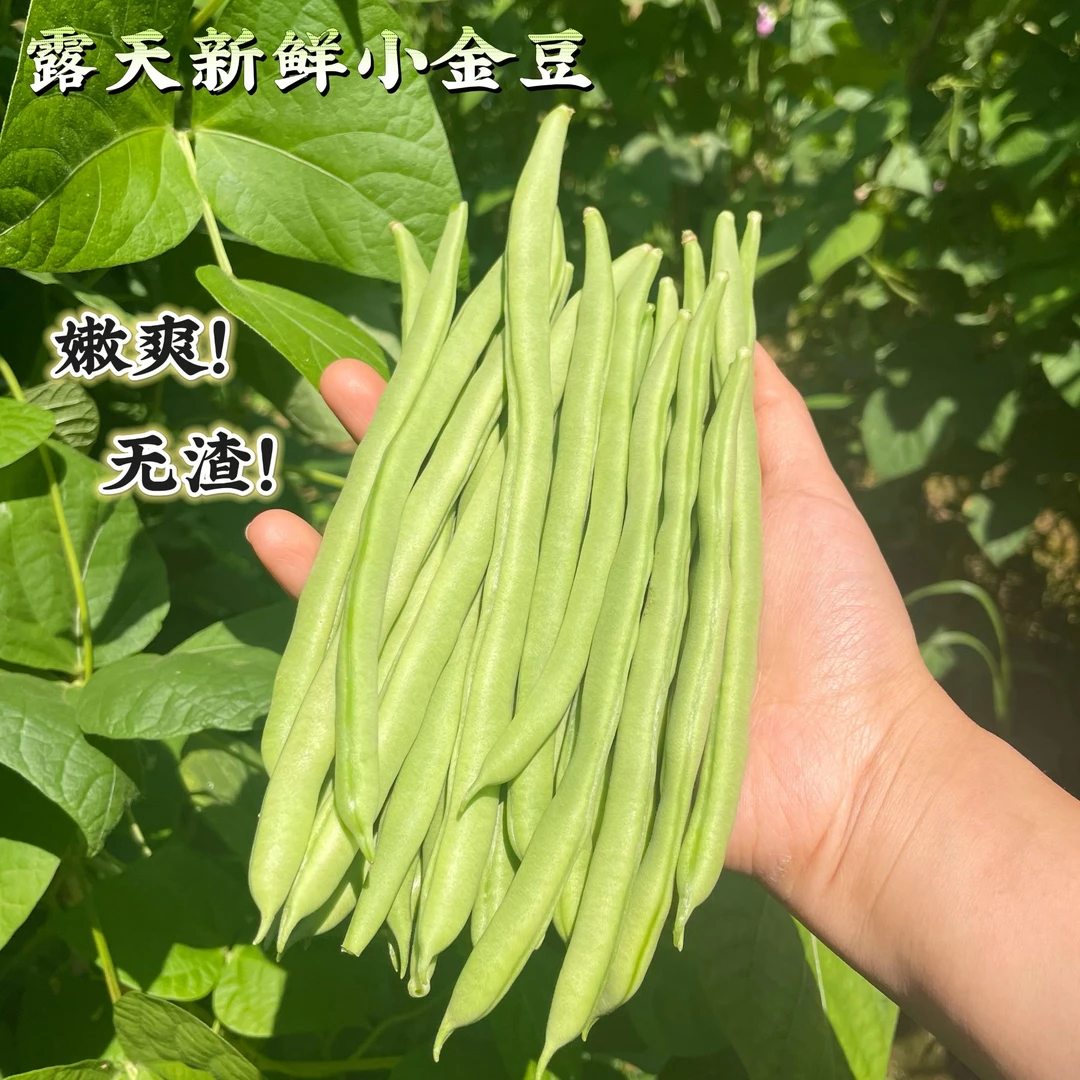新鲜应季农家小金豆无筋豆四季豆湖北恩施现摘现发不打农药鲜嫩