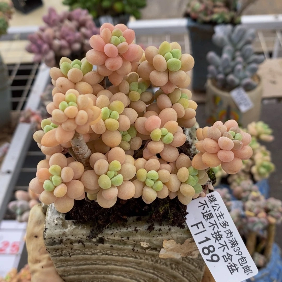 花朵鱼子酱189/9c m