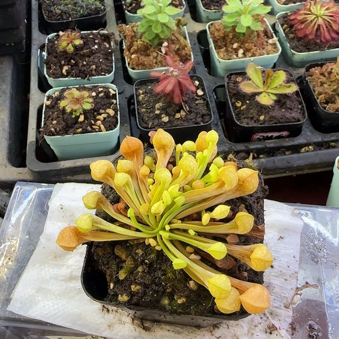 无花朵绿鹦鹉瓶子