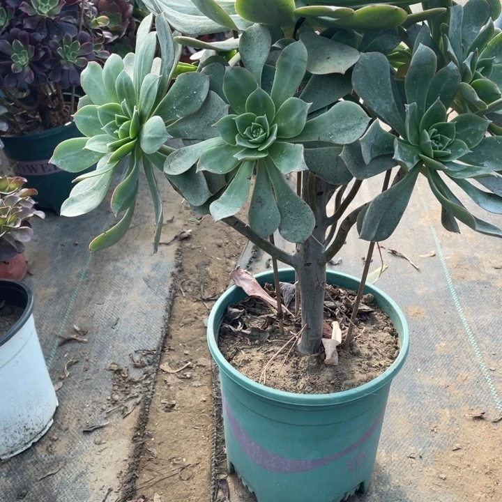 3翡翠城多肉多肉植物多肉