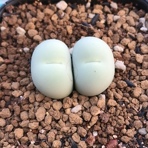 多肉肉锥 双头鸽子蛋