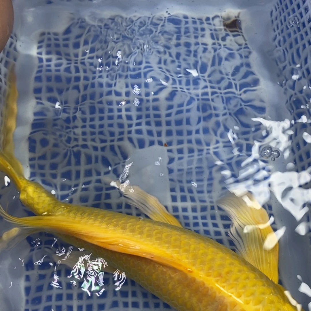 锦鲤冷水锦鲤包邮