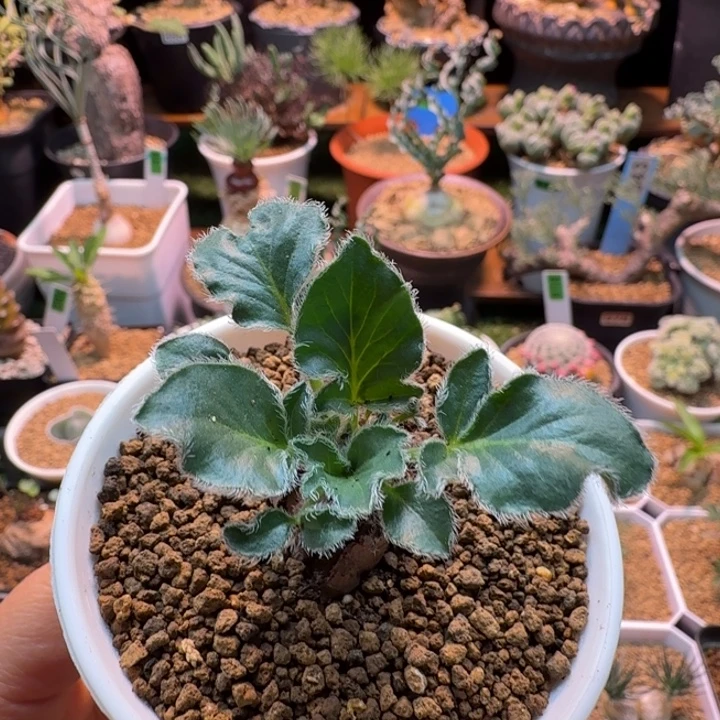 黑花洋葵855 仙人球