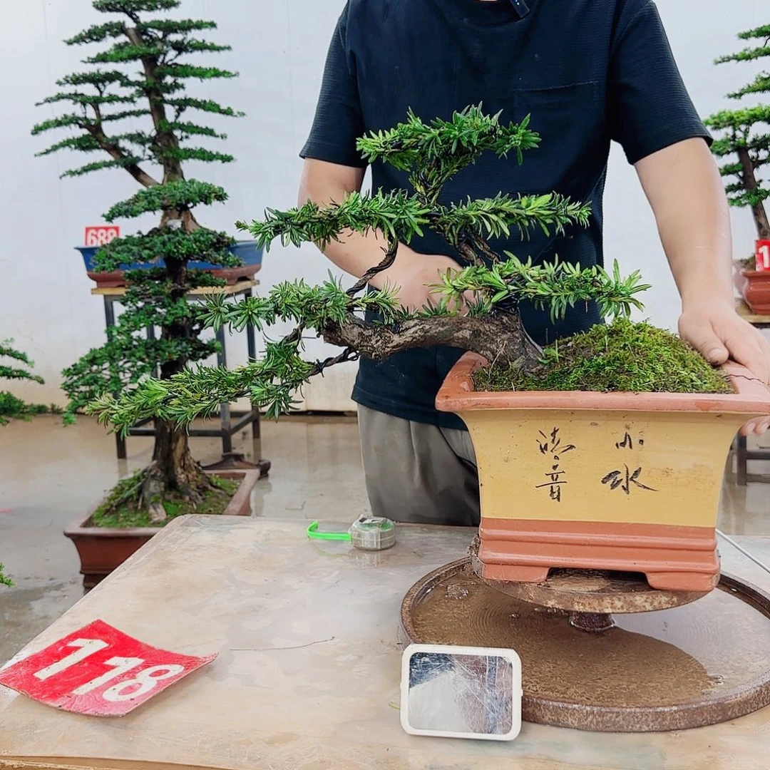 和***尘无花朵盆景制作过程非常
