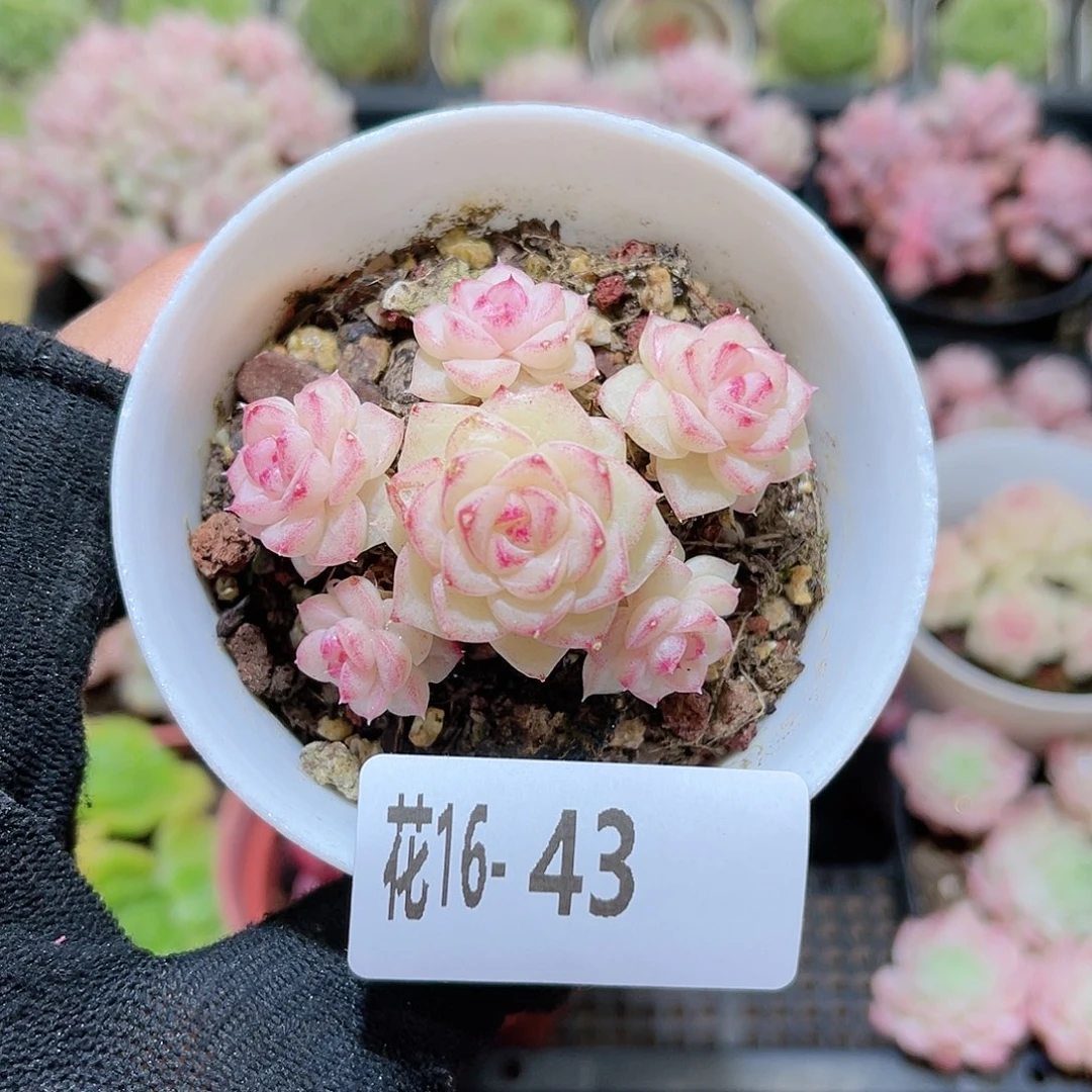 花16-43白天鹅群生