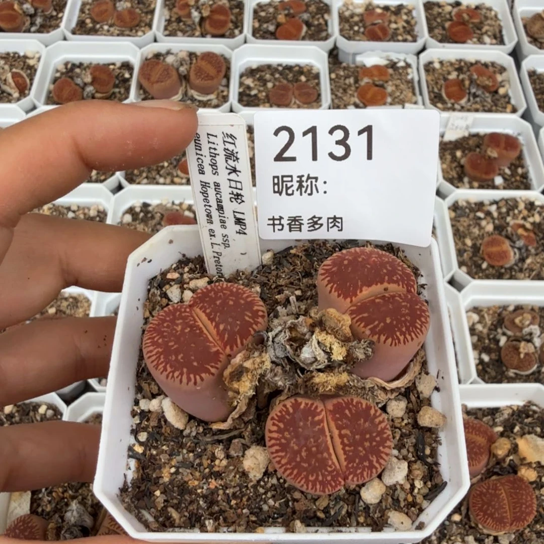 阿***柒多肉植物多肉植物多肉植物