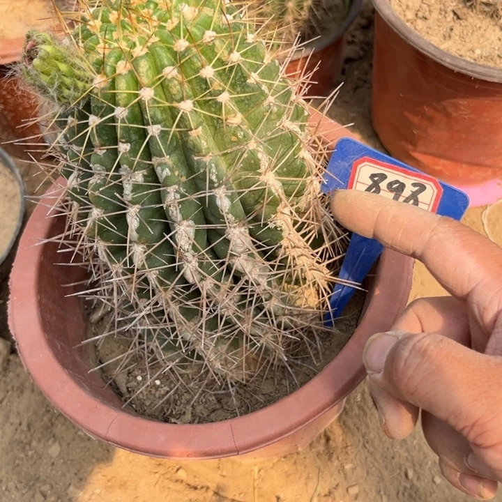 时*～898。毛花柱瑕疵球。